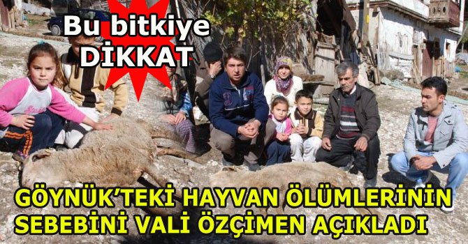 Göynük'teki hayvan ölümlerinin sebebi 