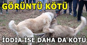 Bolu'da köpek döğüşümü yaptırılıyor?