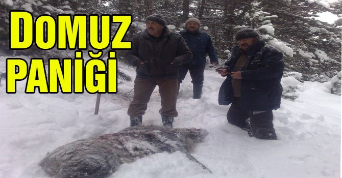 Domuzlar köye indi...