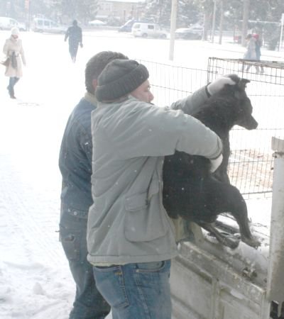 Donmak üzere olan köpeğin imdadına belediye yetişti