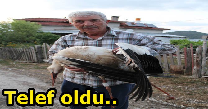Elektirik teline konunca olanlar oldu...