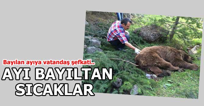 BAYILAN AYI BURSA'YA GÖNDERİLDİ