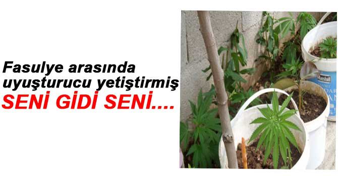 BOLU'DA UYUŞTURUCU OPERASYONU!