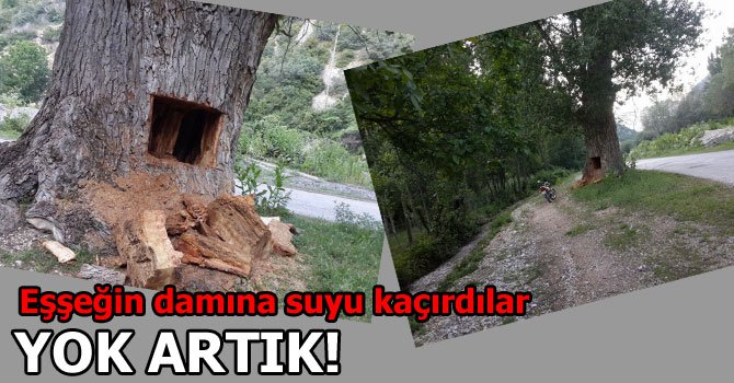 GÖZLERİ İYİCE DÖNMÜŞ...