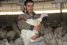 BOLU’DA YILBAŞI İÇİN 150 BİN HİNDİ KESİLDİ