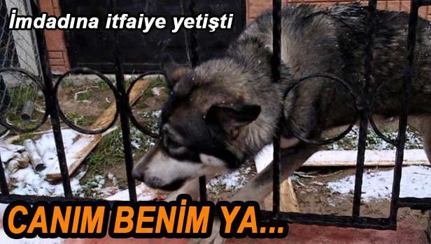 İTFAİYE SIKIŞAN KÖPEĞİ KURTARDI...