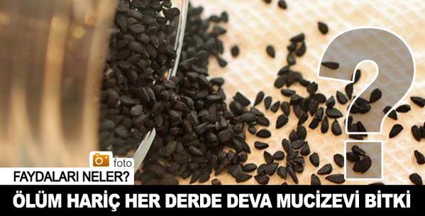 ÖLÜM HARİÇ HER DERDE DEVA BİTKİ