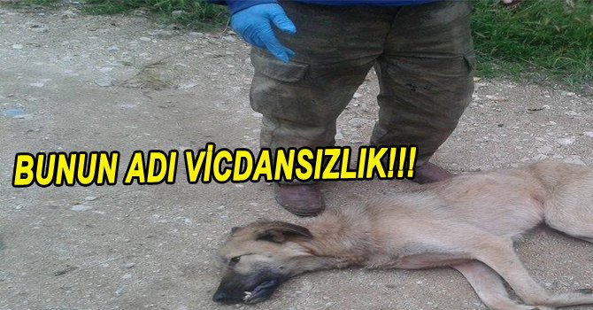 VİCDANSIZLIĞIN BÖYLESİ GÖRÜLMEDİ...