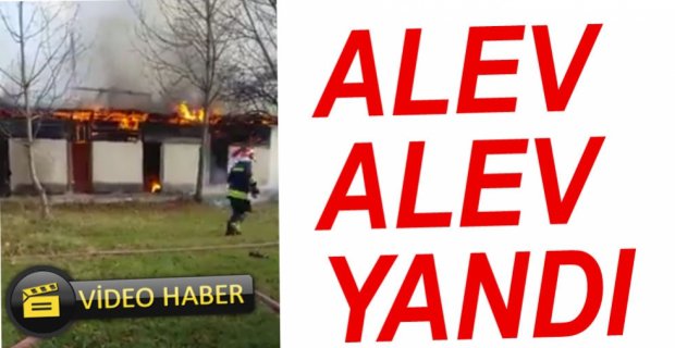 ALEV ALEV YANDI