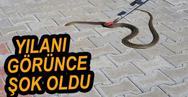 BAHÇEDE YILAN GÖREN ŞAHIS BÜYÜK KORKU YAŞADI