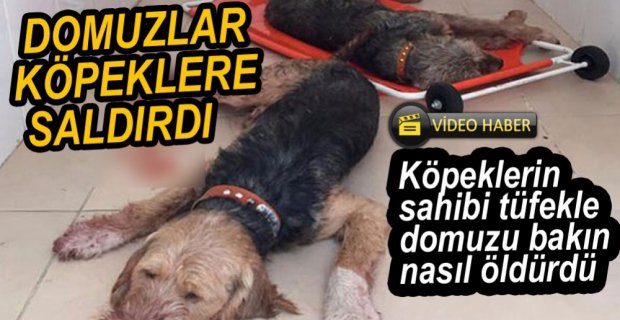 DOMUZLAR AVLANMAYA GİDEN KÖPEKLERE SALDIRDI