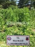 KENT MERKEZİNDE TARLAYA UYUŞTURUCU EKMİŞLER