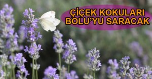 AROMATİK BİTKİLER BOLU'DA AÇTI