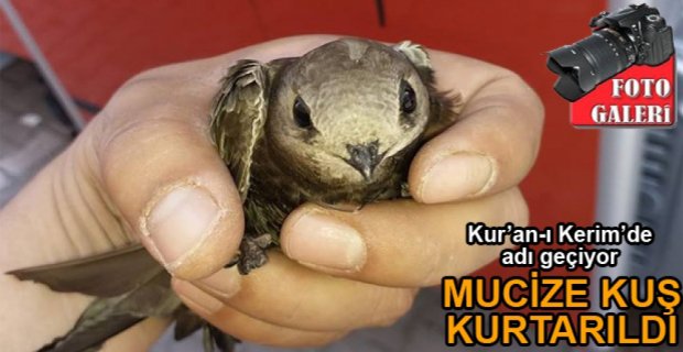 KUR'AN-I KERİM'E KONU OLAN KUŞ KURTARILDI