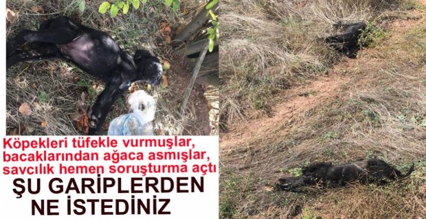 SKANDAL GÖRÜNTÜLERE SAVCILIK SORUŞTURMASI
