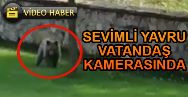 YAVRU AYI VATANDAŞLAR TARAFINDAN GÖRÜNTÜLENDİ
