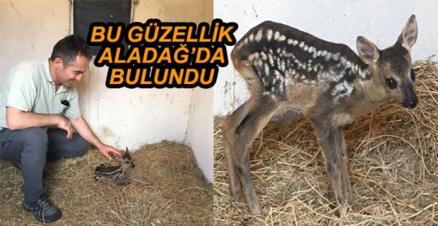 YAVRU KARACA BAKIMA ALINDI