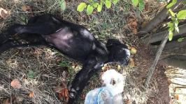 KÖPEKLERİ ÖLDÜREN CANİYLE İLGİLİ KARAR VERİLDİ