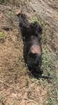 KÖPEKLERİ ÖLDÜREN CANİYLE İLGİLİ KARAR VERİLDİ