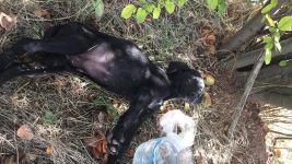 SKANDAL GÖRÜNTÜLERE SAVCILIK SORUŞTURMASI