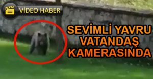 YAVRU AYI VATANDAŞLAR TARAFINDAN GÖRÜNTÜLENDİ