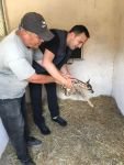 YAVRU KARACA BAKIMA ALINDI