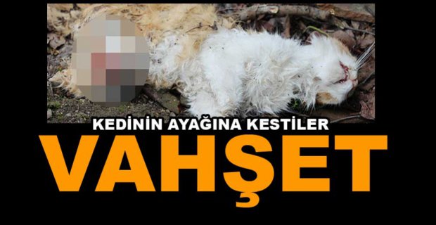 AKIL ALMAZ VAHŞET...