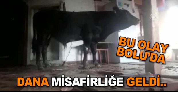 EVE GİREN DANAYI KÖYLÜLER ÇIKARDI