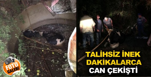 SU KUYUSUNDA CAN ÇEKİŞTİ