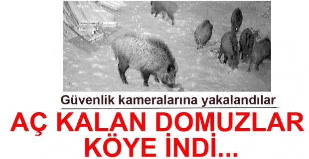VİDEO HABER - AÇ KALAN DOMUZLAR KÖYE İNDİ