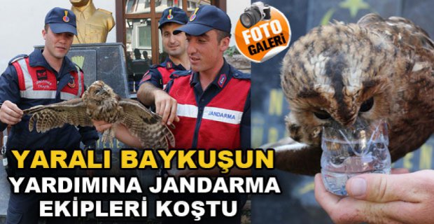 YARALI BAYKUŞUN YARDIMINA KOŞTULAR