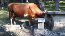 ŞANSSIZ İNEĞİN BAŞI SIKIŞTI