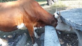 ŞANSSIZ İNEĞİN BAŞI SIKIŞTI