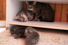 BAŞKA KEDİLERE SÜT ANNELİĞİ YAPIYOR