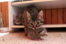 BAŞKA KEDİLERE SÜT ANNELİĞİ YAPIYOR