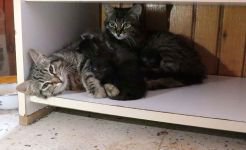 BAŞKA KEDİLERE SÜT ANNELİĞİ YAPIYOR