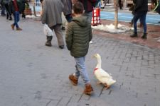 SEVGİNİN BÖYLESİ
