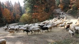 YAYLACILAR 'EVE DÖNÜŞ' YOLUNDA