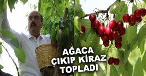 BOLU'DA FATİH METİN KİRAZ HASADINA KATILDI