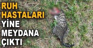 BOLU'DA KEDİ ÖLÜMLERİ YİNE ORTAYA ÇIKTI