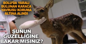 BOLU'DA YARALI KARACA YAVRUSU KORUMA ALTINDA