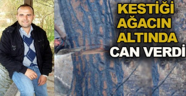 AĞAÇ KESERKEN CANINDAN OLDU