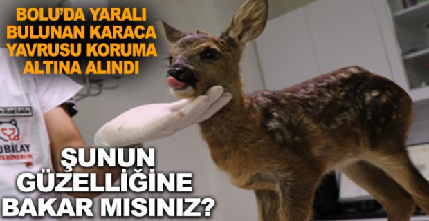 BOLU’DA YARALI KARACA YAVRUSU KORUMA ALTINDA