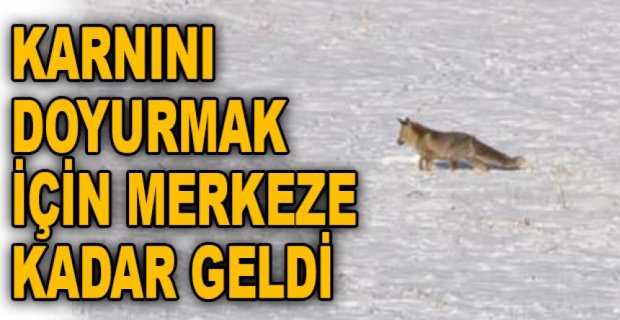 KARNINI DOYURMAK İÇİN MERKEZE KADAR GELDİ