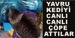 ÇÖP KONTEYNERİNE ATILAN KEDİYİ BELEDİYE EKİPLERİ KURTARDI 