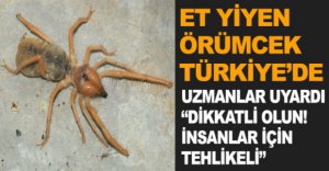 ET YİYEN ÖRÜMCEK TÜRKİYE'DE