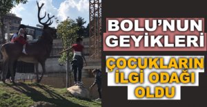 GEYİKLER ÇOCUKLARIN İLGİ ODAĞI OLDU 
