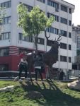GEYİKLER ÇOCUKLARIN İLGİ ODAĞI OLDU