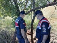 BOLU'DA YAVRU AYI İÇİN SEFERBER OLDULAR