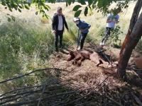 BOLU'DA YAVRU AYI İÇİN SEFERBER OLDULAR